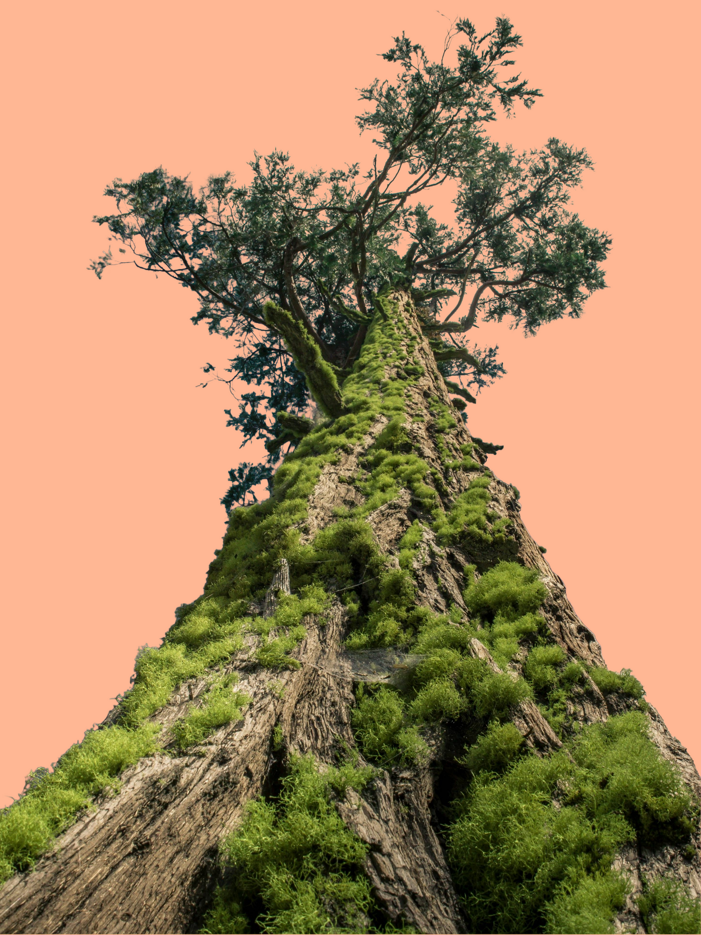 SEQUOIA
